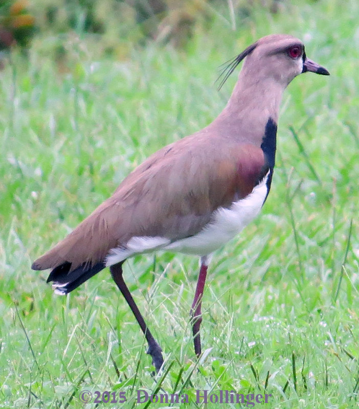 Southern Lapwing