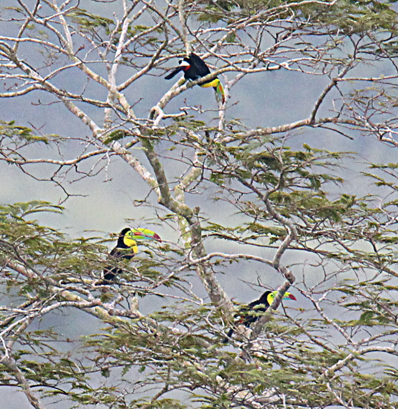 Three Keel-billed Toucans Decorating a tree