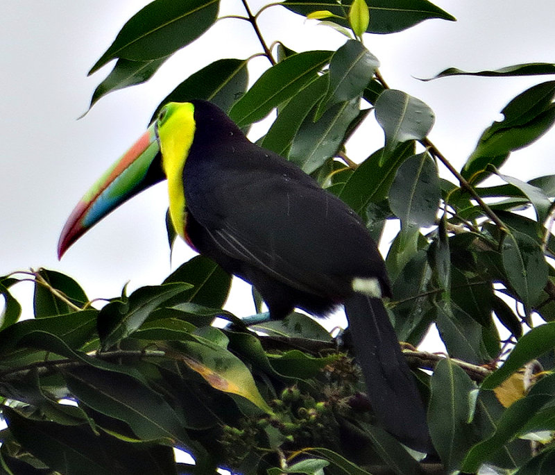 Keel Billed Toucan