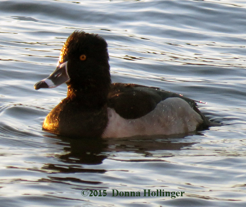 Ring Neck Duck Male