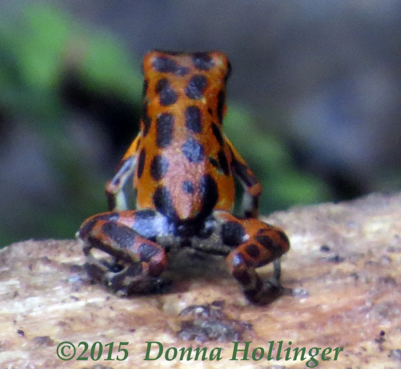 Poison Dart Frog hardly bigger than your thumb