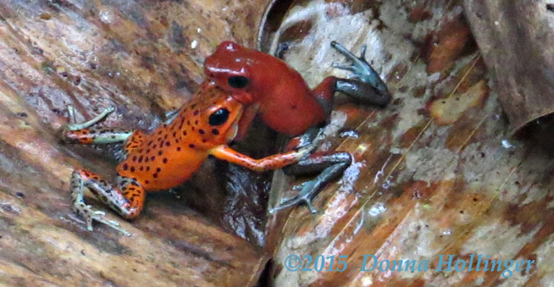 Fighting Poison Dart Frogs