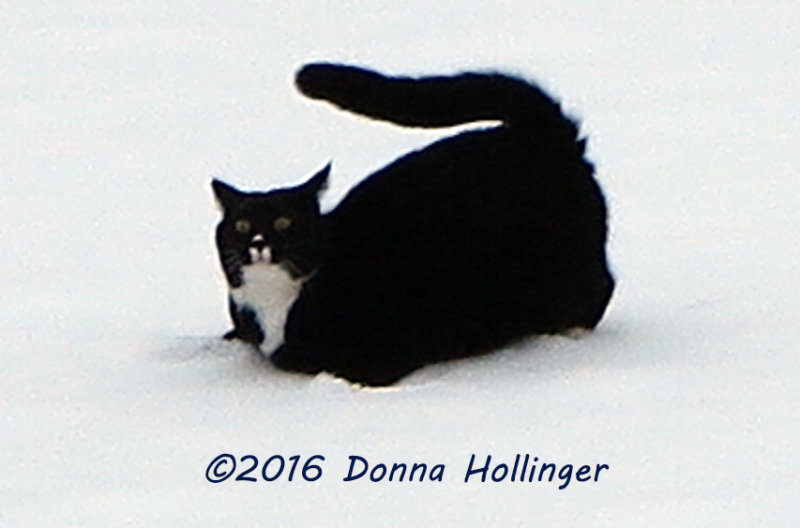 Kitty Jimi, Excited On The Pond Ice