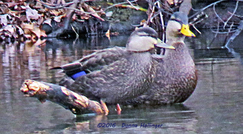 Mexican Duck and a Female Mallard? in the Black's Nook (Fresh Pond)