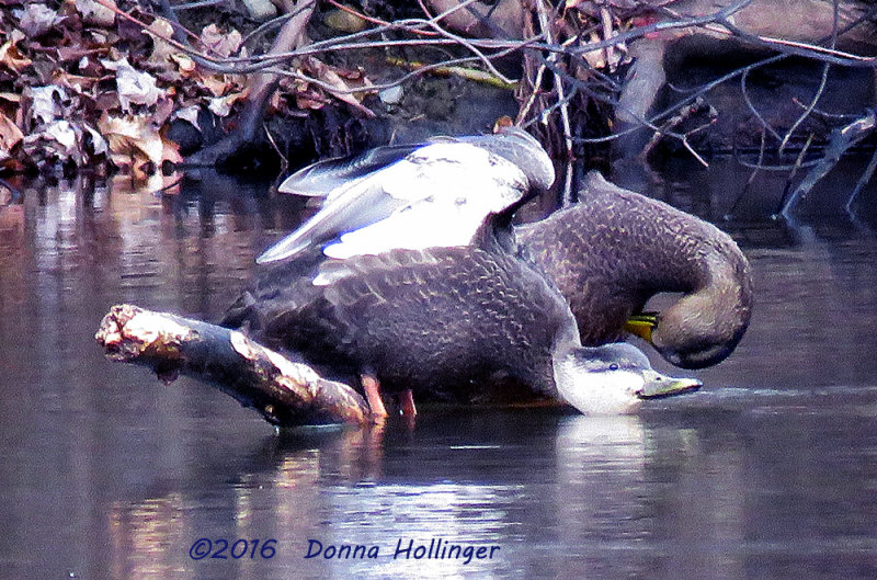 Mexican Duck and  a Female Mallard