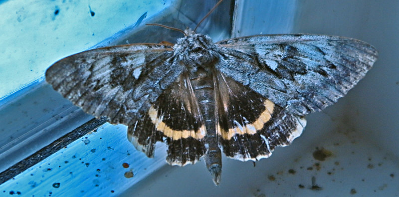 800hse.mt.0015.copy.jpg