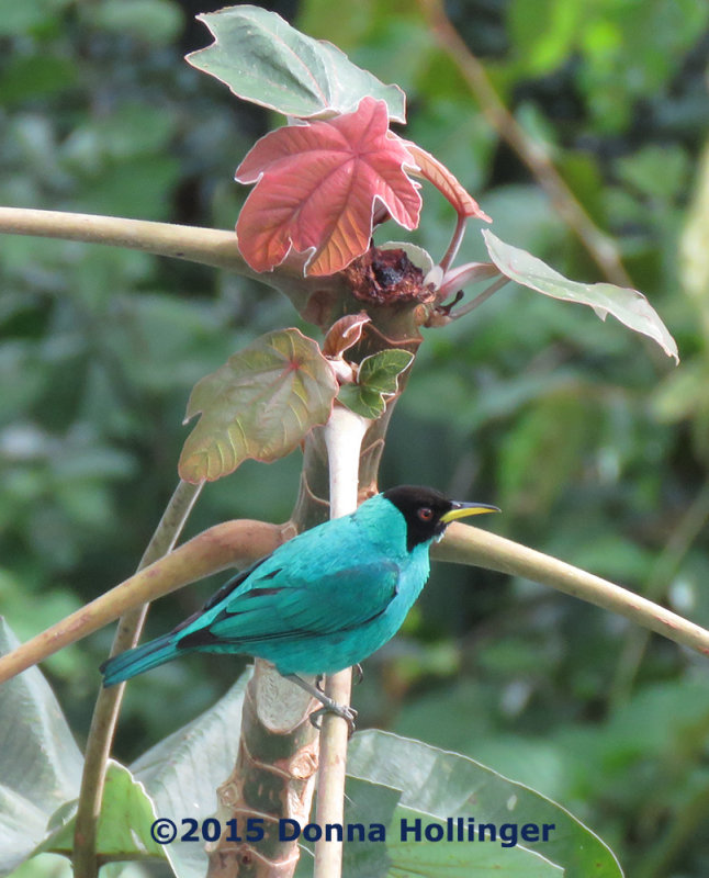 Green Honeycreeper on a Cecropia Tree