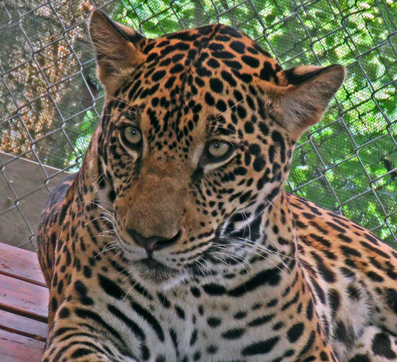 A Closeup of Fiona (Jaguar) at the APPCPANAMA.ORG