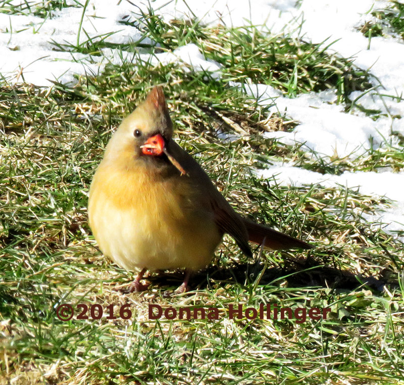 Immature Cardinal Picking up a Seed