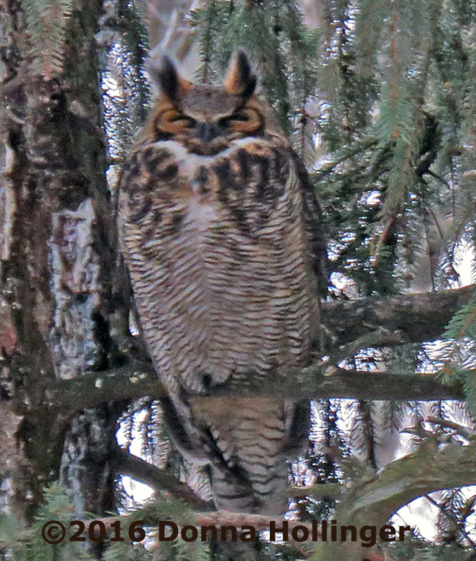 One of the Great Horned Owls at Mount Auburn this morning