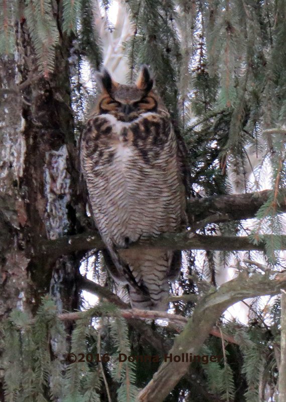 Great Horned Owl (even tho her eyes look closed)