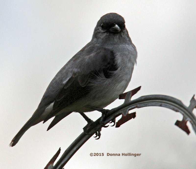 Plain Colored Tanager