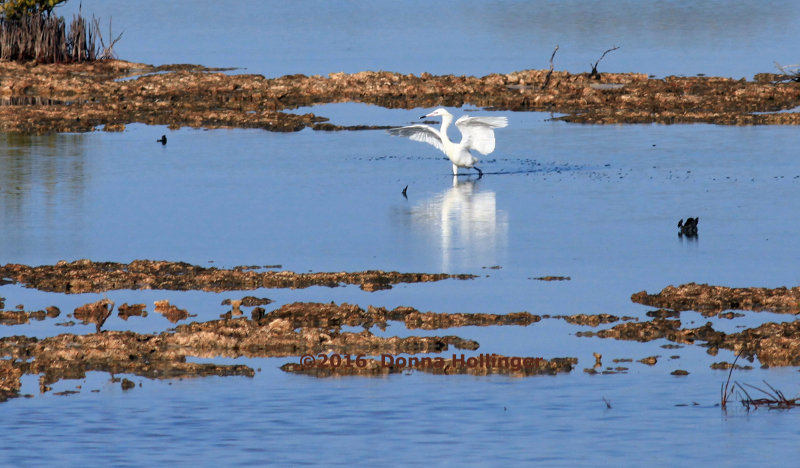 White Morph of a Reddish Egret