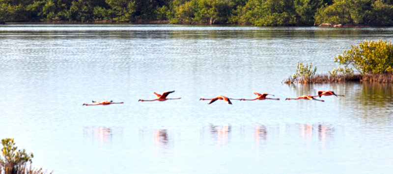 Greater Flamingos Flying