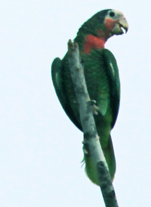 Cuban Parrot at Dusk (a lens correction helped the color)