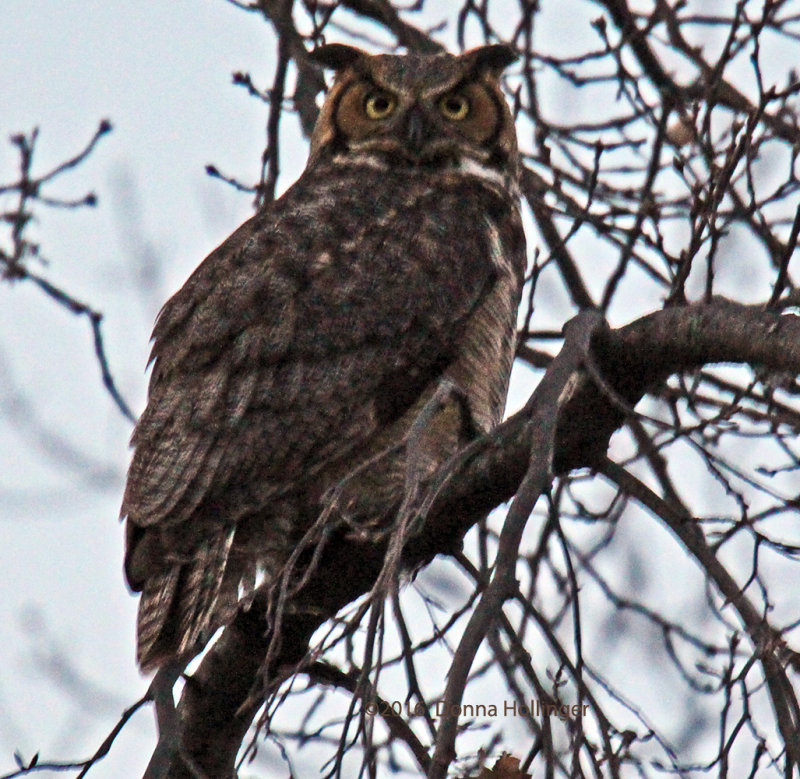 Female Great Horned Owl Met her Male