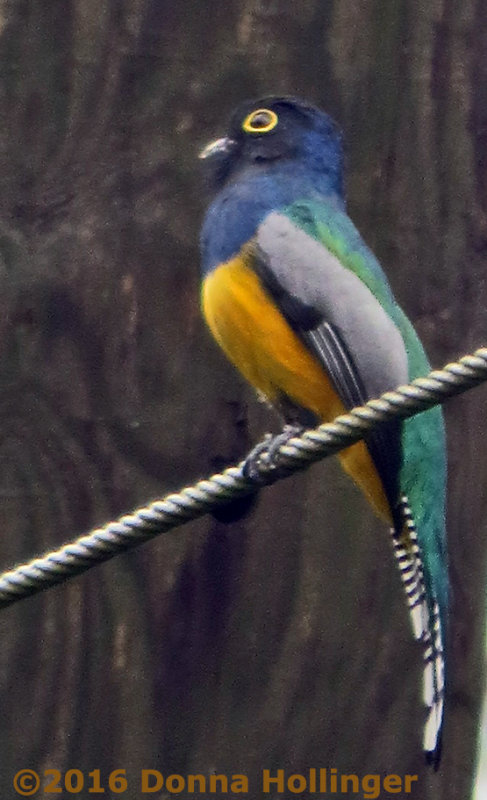  Violacious Trogon