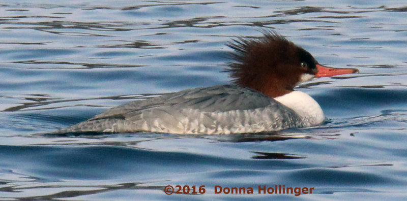 Common Merganser Female