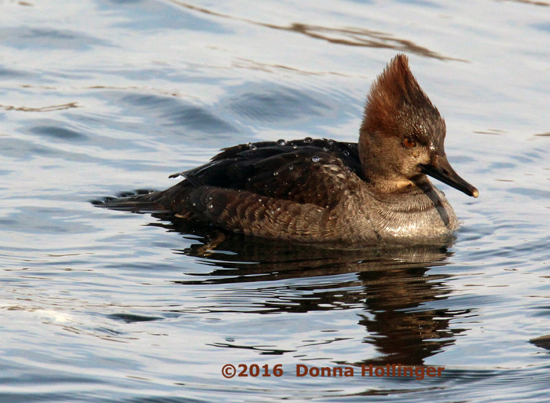 Hooded Merganser Immature Just After A Dive