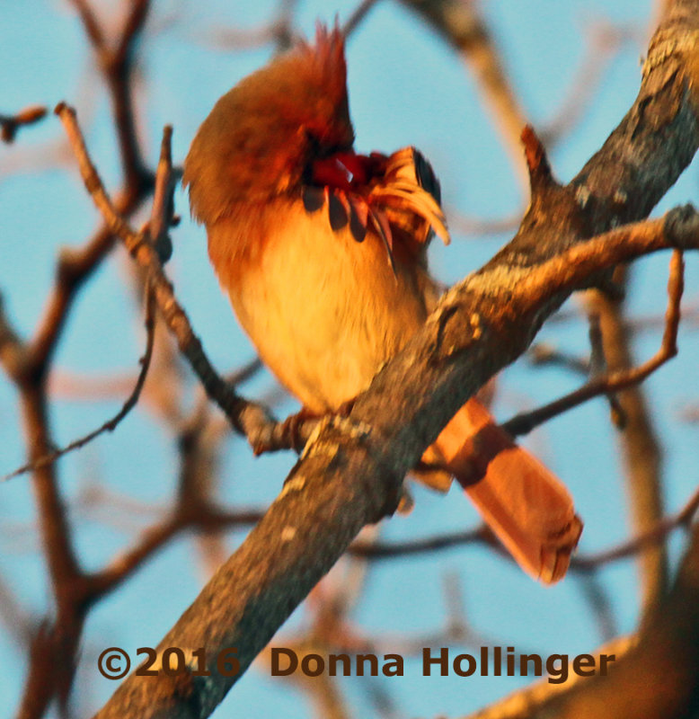 Female Cardinal in the Setting Sun