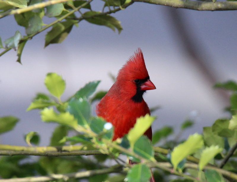 Male Cardinal in Holly