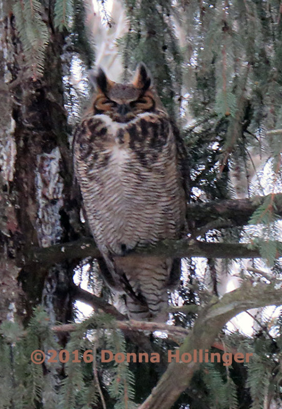 According to Sibley the Female Great Horned Owl is the More Colorfully Marked