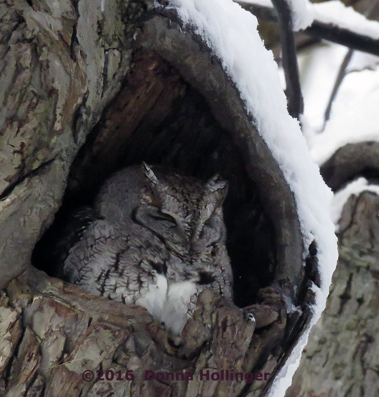 Screech Owl and the Tree!