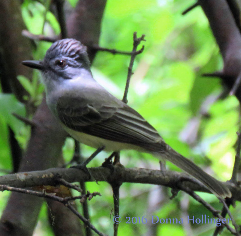 Great Crested Flycatcher