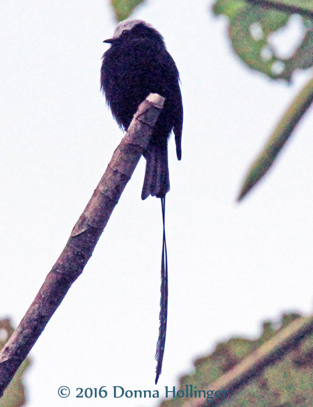 Long-tailed Flycatcher