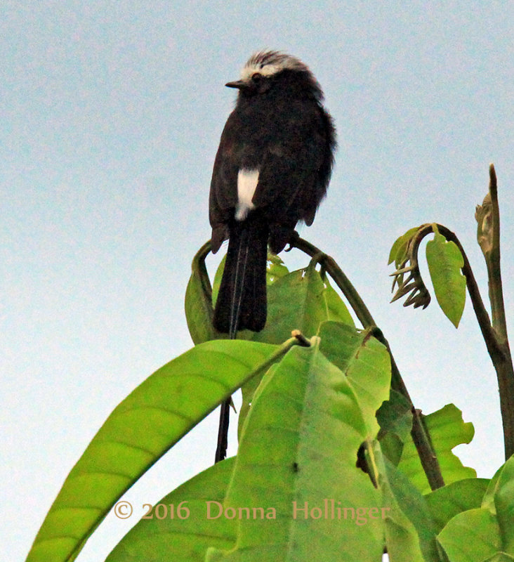 LongTailed Flycatcher