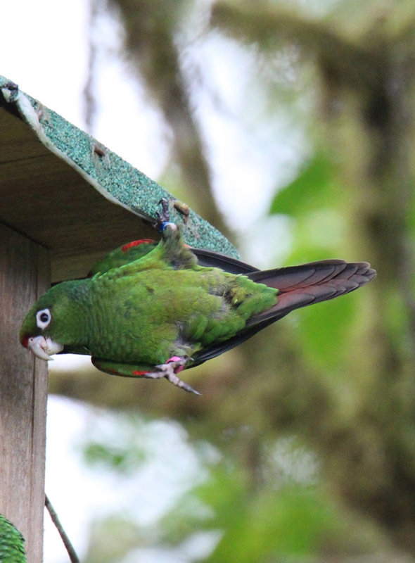 Endemic El Oro Parakeet (Pyrrhura ocresi)