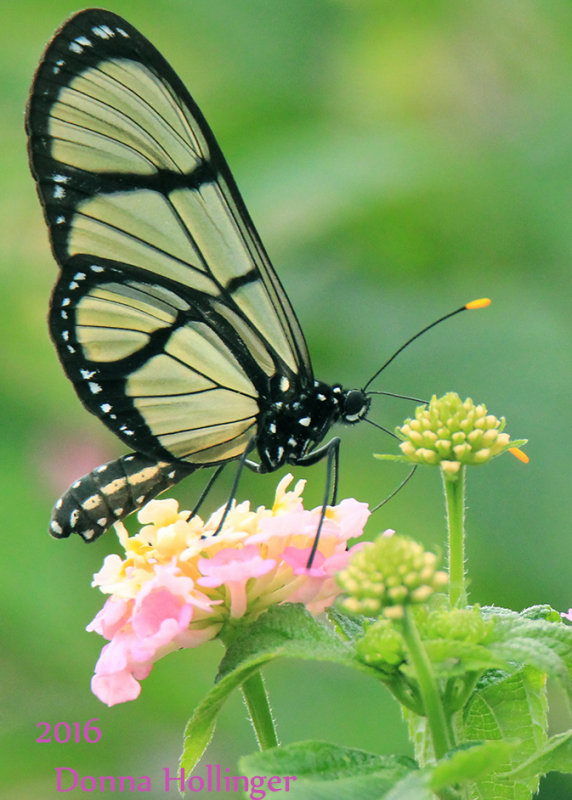 Clearwing Butterfly on Lantana in Zamorra Park