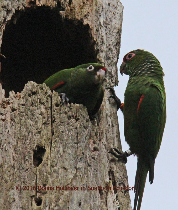 Mother and immature El Oro Parakeets