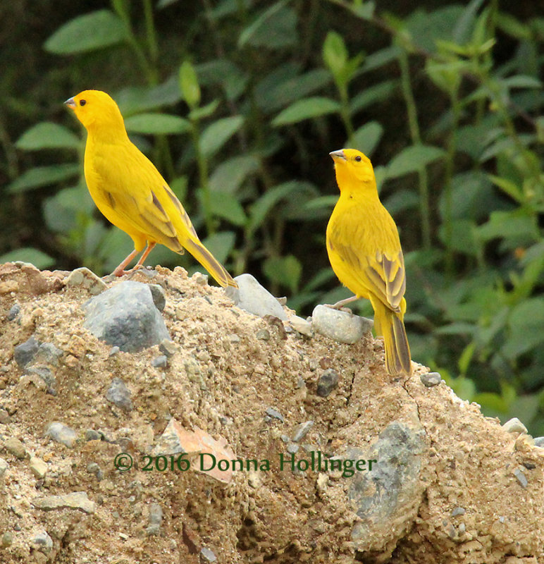 Two Saffron Finches very bold!