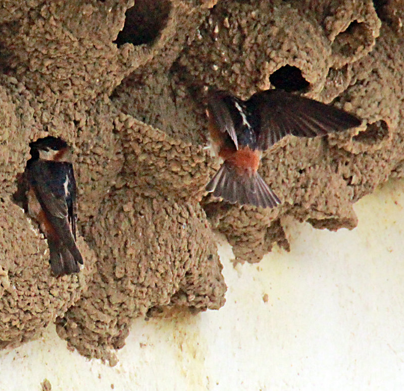 Chestnut Collared Swallows nesting under the eaves of a church
