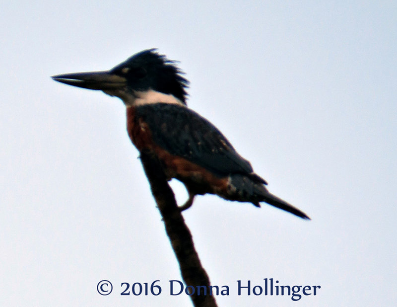 Ringed Kingfisher