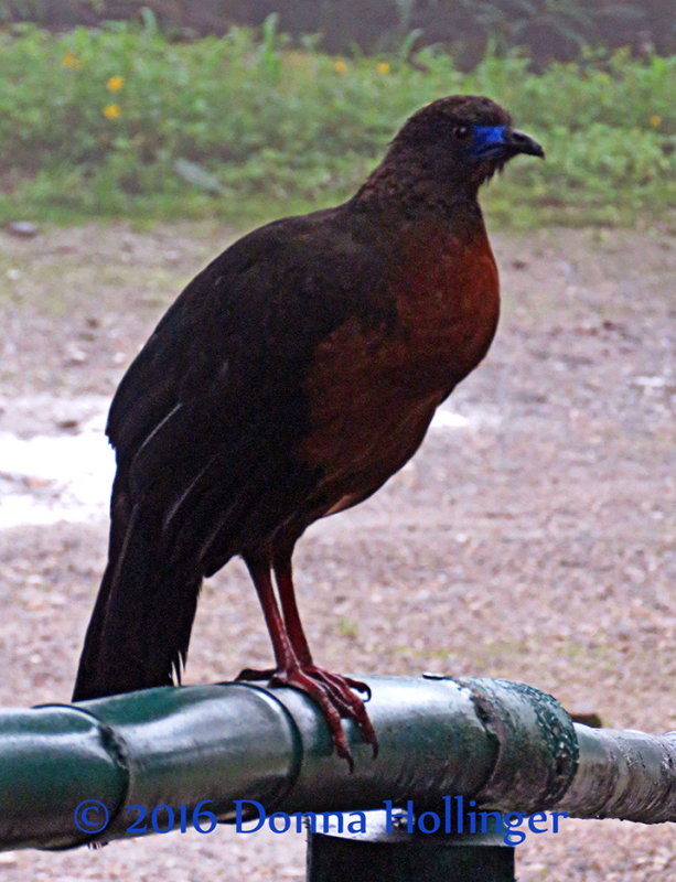 Sickle-Winged Guan