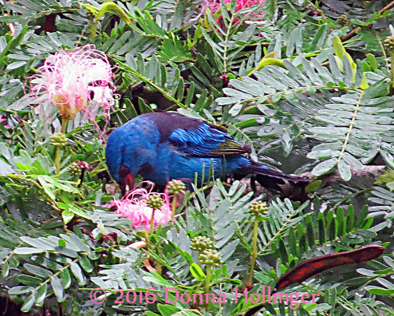 Blue Dacnis Gathering Nectar