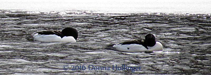 Two Common Mergansers in Icy Waters