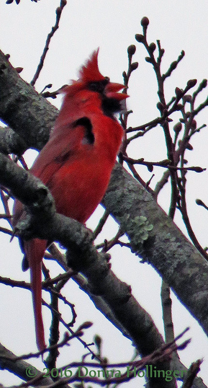 Cardinal Belting out his song!
