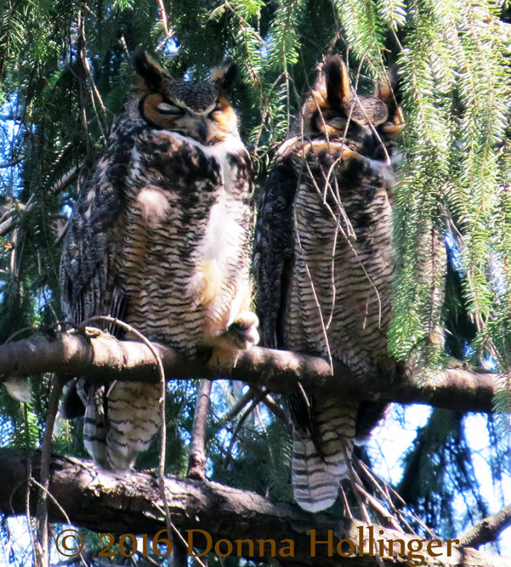Male and Female Great Horned Owls