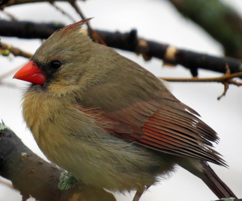 Female Cardinal on the Mulberry Tree