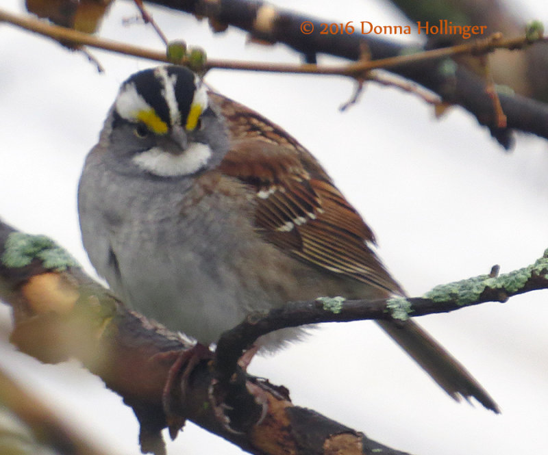 White Throated Sparrow