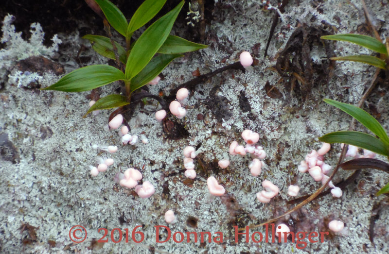 Fungus in the Cloud Forest