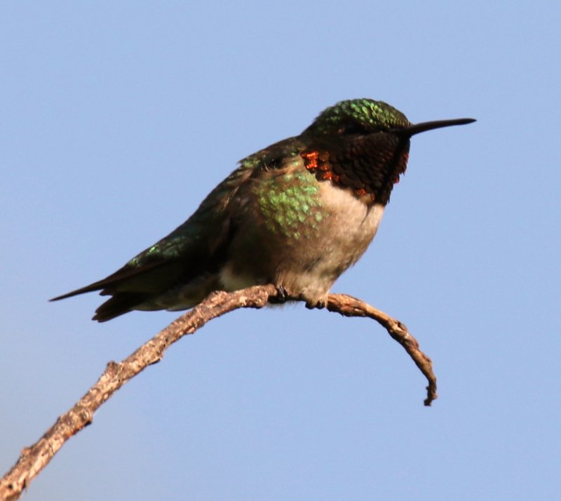 Ruby Throated Hummingbird 