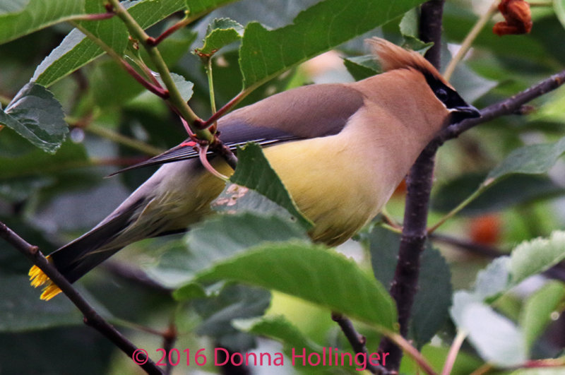 Cedar Waxwings, their feathers look like fur!