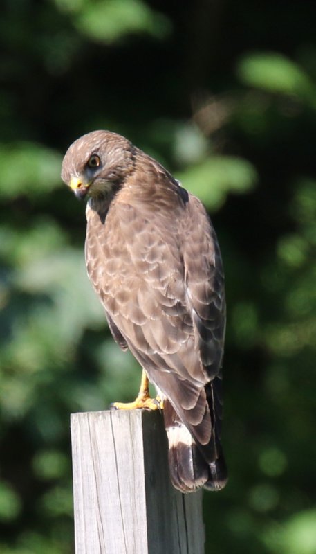 Immature Red Tailed Hawk