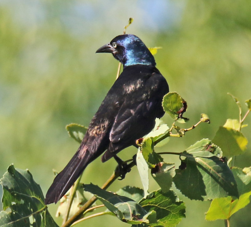 Irridescent Feathers on a Grackle