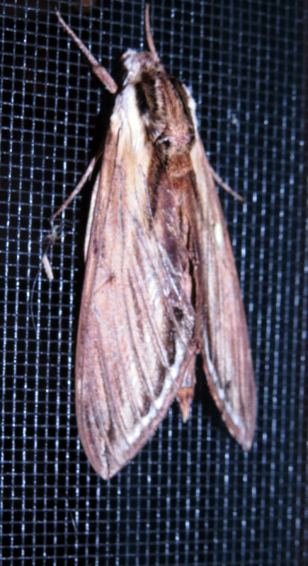 Laurel Sphinx Moth