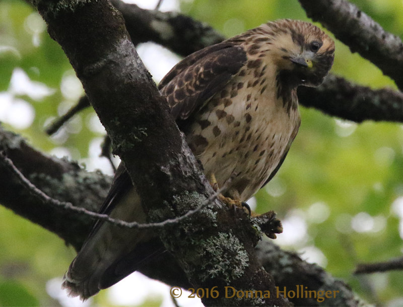 Broad Winged Hawk Immature